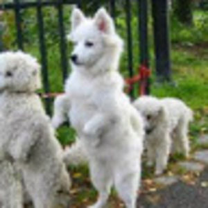 Meet your Posher, Sylvia